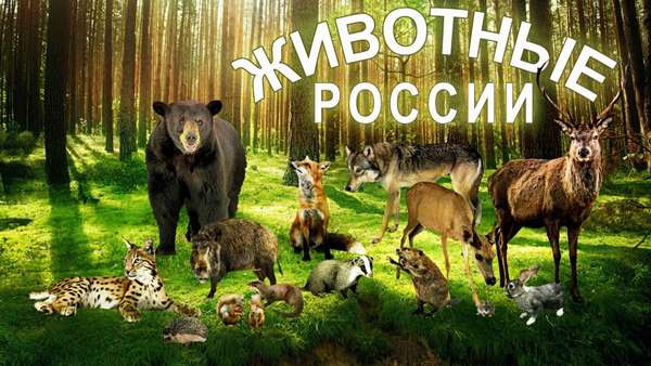 Животные России и детеныши. Развивающее видео. Познаем Мир. - YouTube