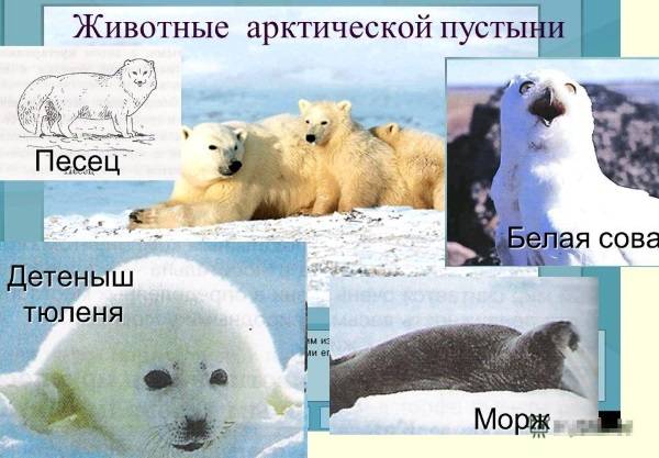 Природные зоны России. Таблица, климат, география окружающего мира