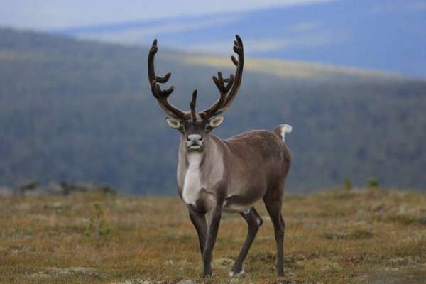 Северный олень (Rangifer tarandus): фото, интересные факты