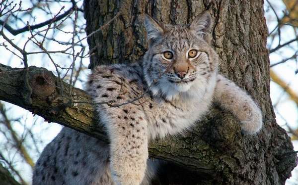 Рысь поймала огромную рыбу: видео — National Geographic Россия