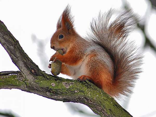 Белки и их тайники — National Geographic Россия