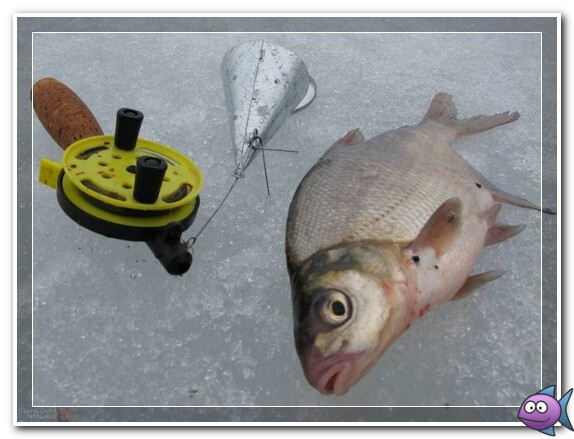 лещ январский