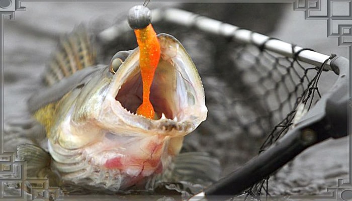 Поклев щуки