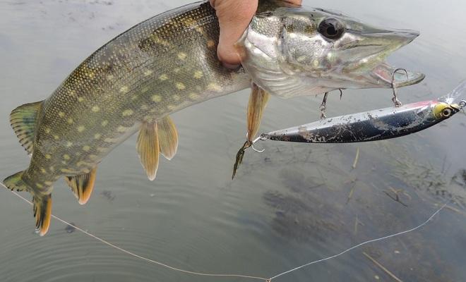 В какую погоду лучше ловить щуку - оптимальное давление, ветер, дождь, температура.