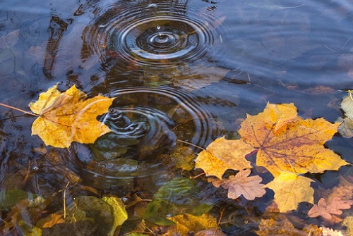 листья на реке