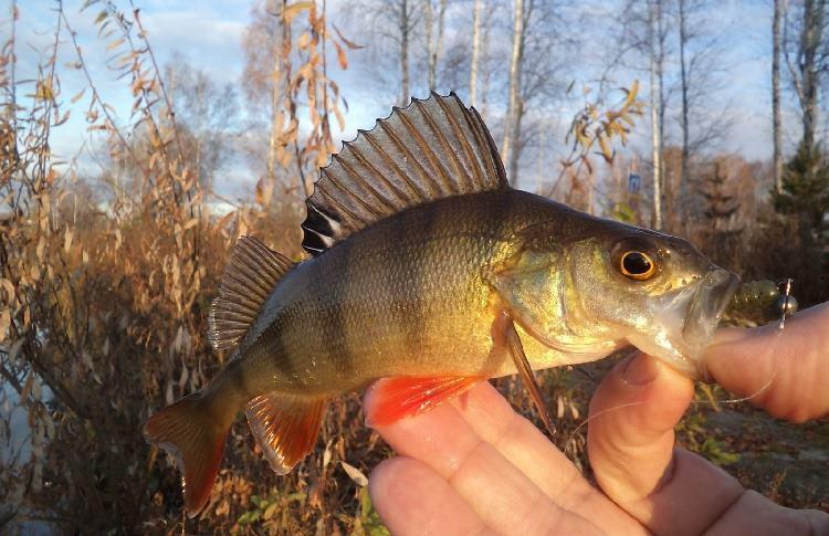 Окунек пойманный