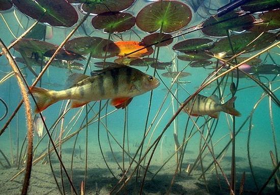 Поведение окуня под водой весной