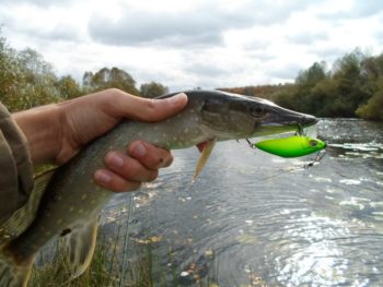 Щука в руке