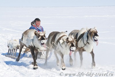 Гонки на оленьих упряжках