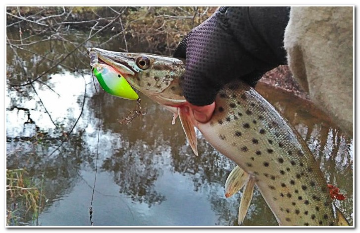 щука на донку