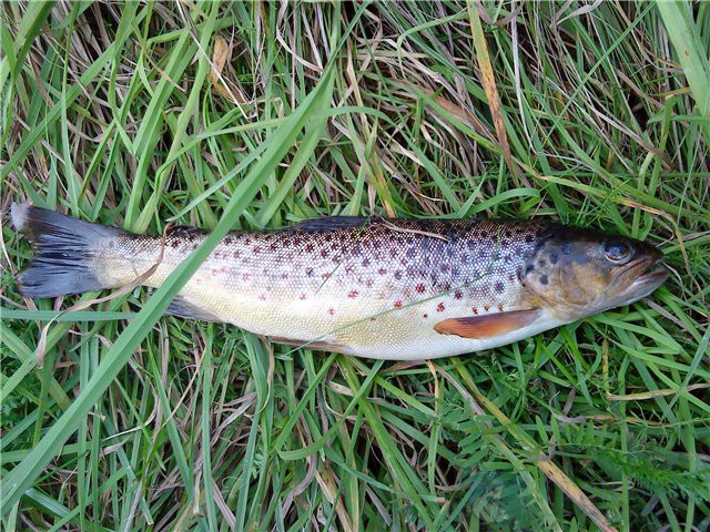 форель на кавказе