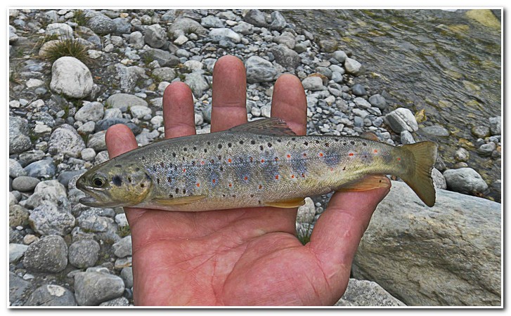 кавказская форель