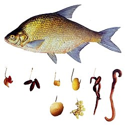 На что ловить леща в июне