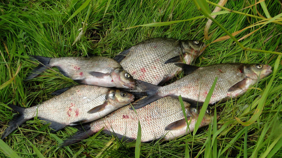 На что ловить леща в июне