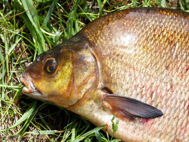 На что ловить леща в июне