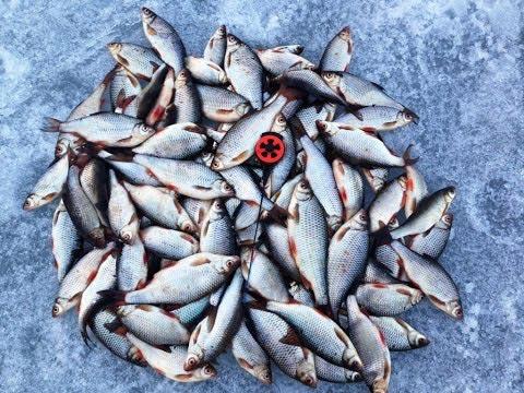 Особенности ловли плотвы зимой - тактика, техника и снасти