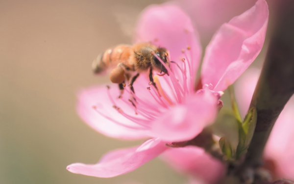 пчела опыляет цветок