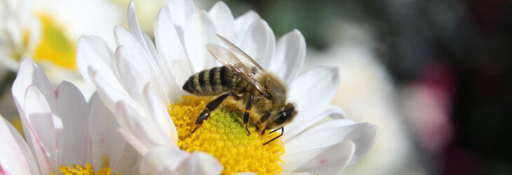 пчела на ромашке