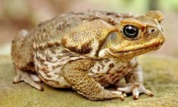 Появление жабы в доме и приметы