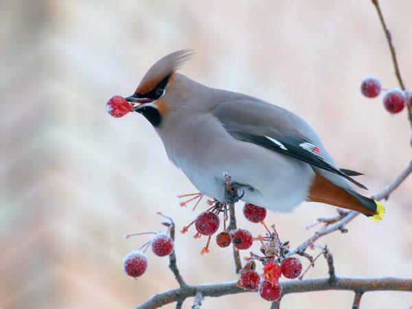 свиристель, птица на ветке, зима, ягоды калины, иней