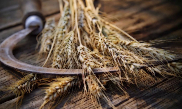 Серп, колосья