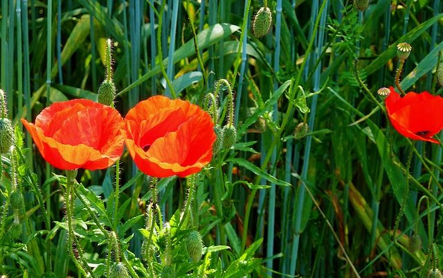 Народные приметы июля