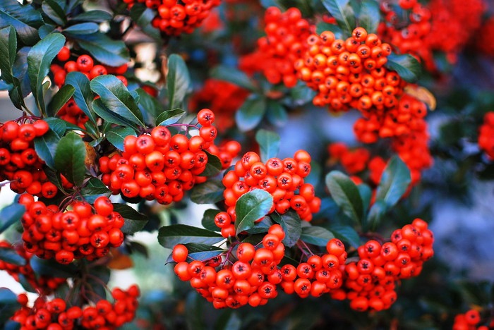 Народные приметы июня на каждый день