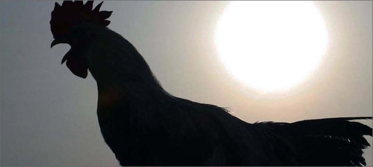 петух-кричит