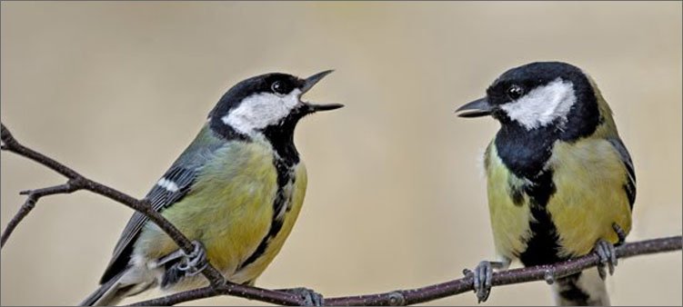 две-синички-на-ветке