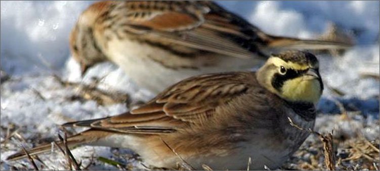 два-жаворонка