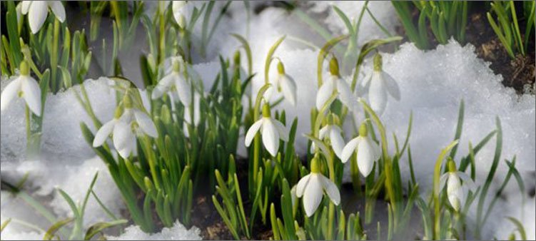 подснежники-в-лесу