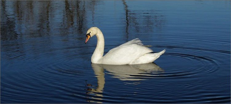 лебедь-плывет