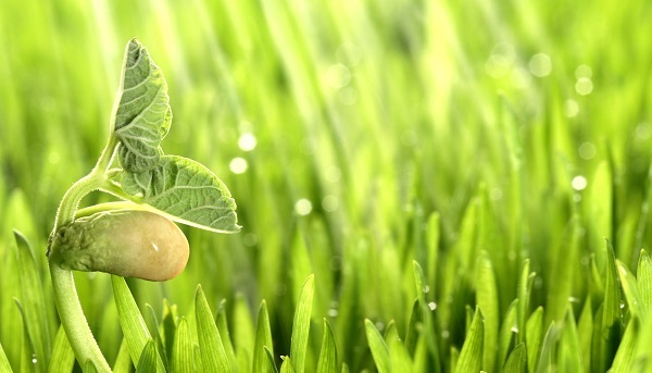 Народные приметы о погоде по растениям: как предсказать на основе наблюдений