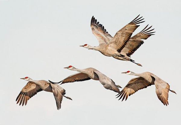 журавли летят на юг