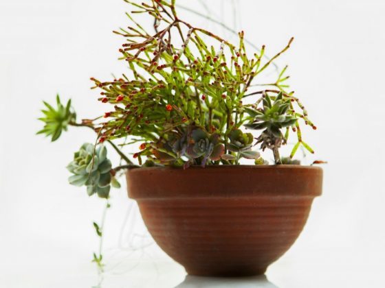 Народные приметы о погоде по растениям: как предсказать на основе наблюдений