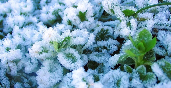 народные приметы связанные с растениями