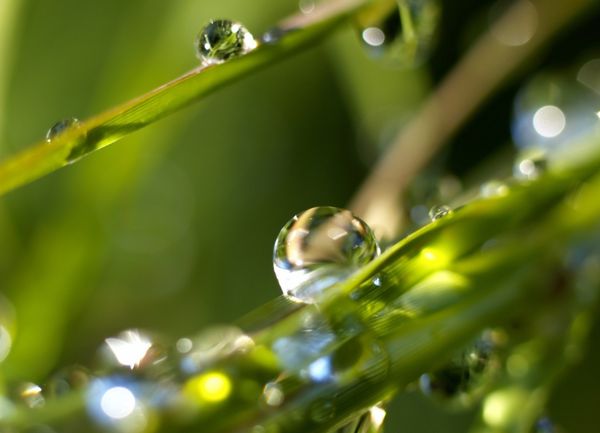 роса на траве