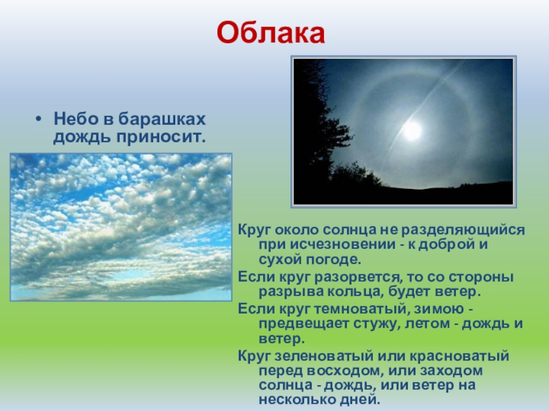 ОблакаНебо в барашках дождь приносит.Круг около солнца не разделяющийся