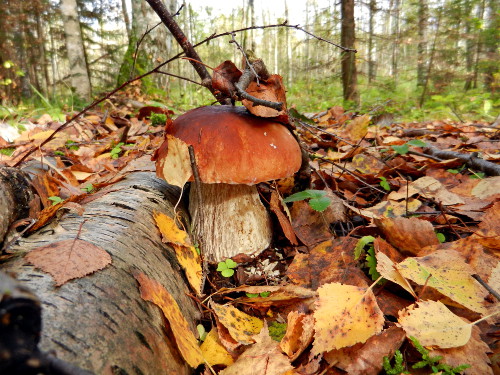 Народные приметы сентября