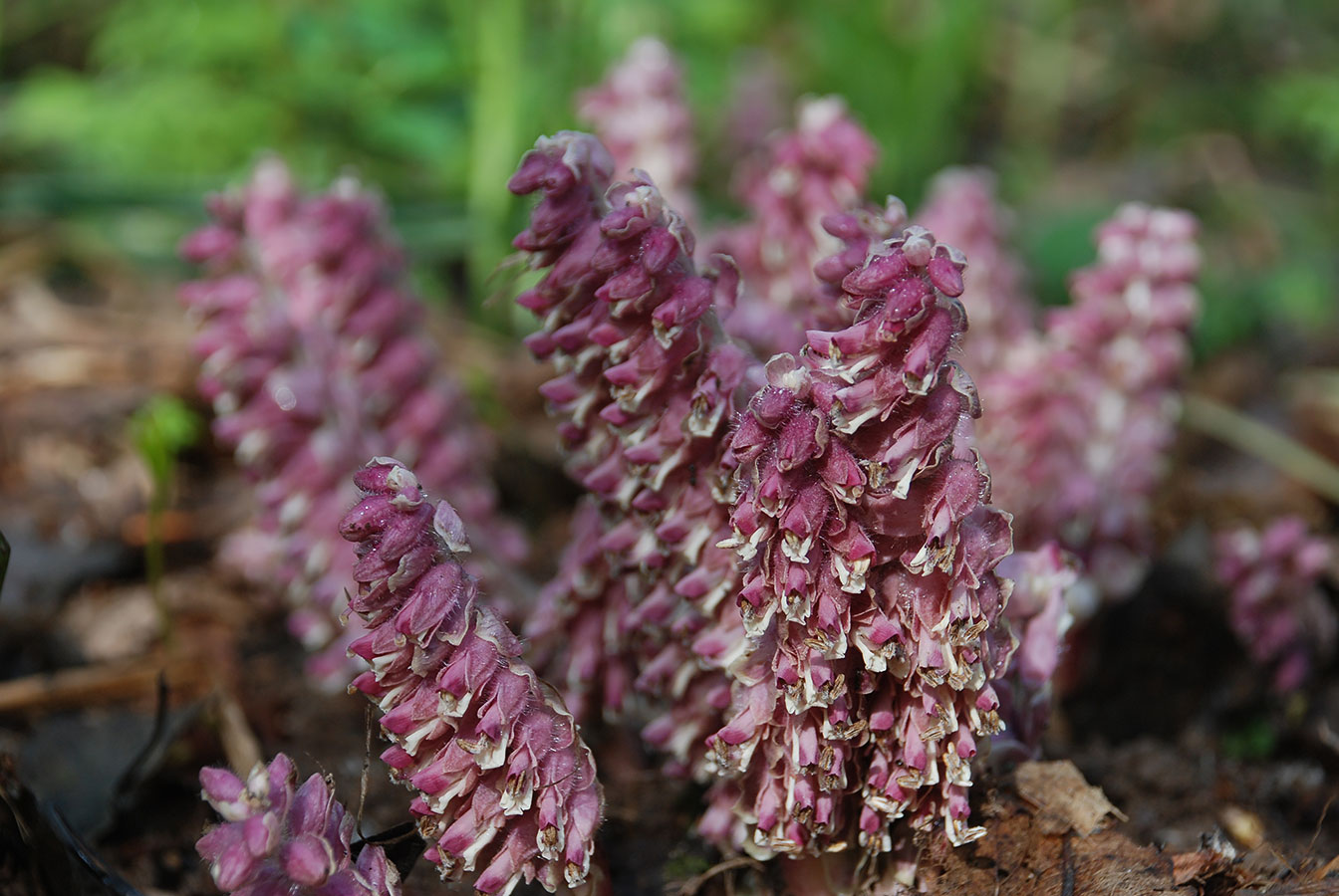 Календарь народных примет на январь – 15