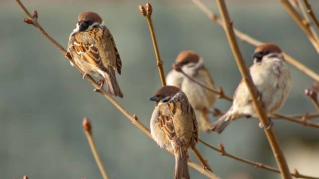 Воробьи сидят