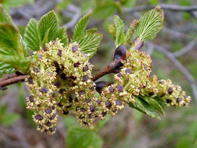 Зацвела ольха