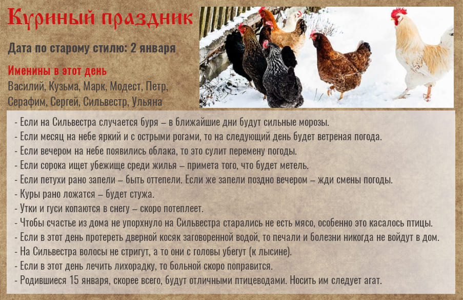 15 января — Куриный праздник