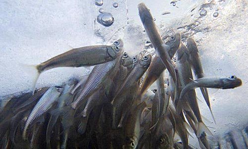 Низкая температура в аквариуме