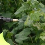 Как удобрять смородину осенью и чем