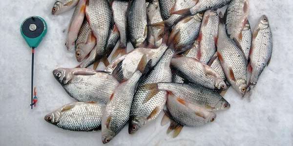 Зимняя ловля плотвы