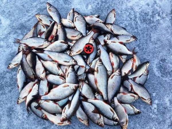 Ловля плотвы зимой – тактика, техника и снасти