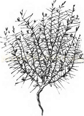 Пустынное растение верблюжья колючка