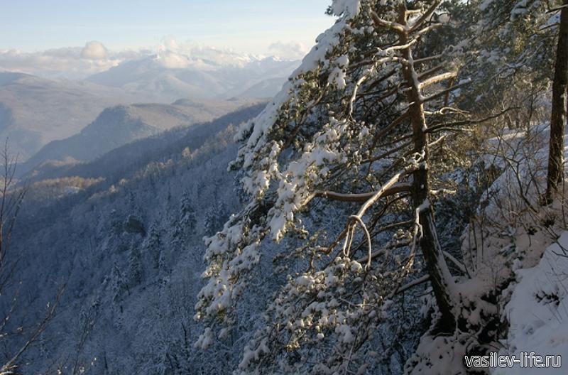 Панорамная точка «Сосновая поляна»