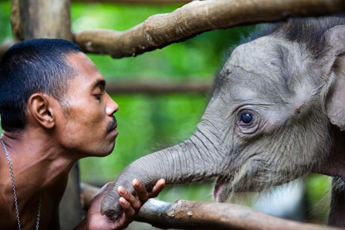 влияние людей на животных